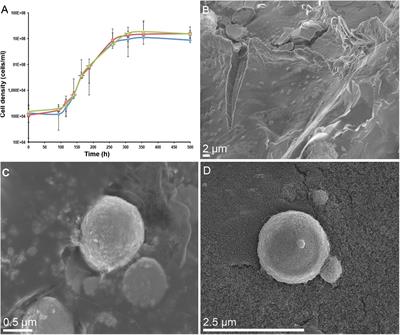 Biotransformation of Scheelite CaWO4 by the Extreme Thermoacidophile Metallosphaera sedula: Tungsten–Microbial Interface